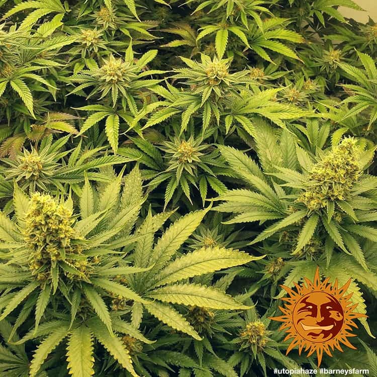 Barney's Farm Utopia Haze Feminisiert