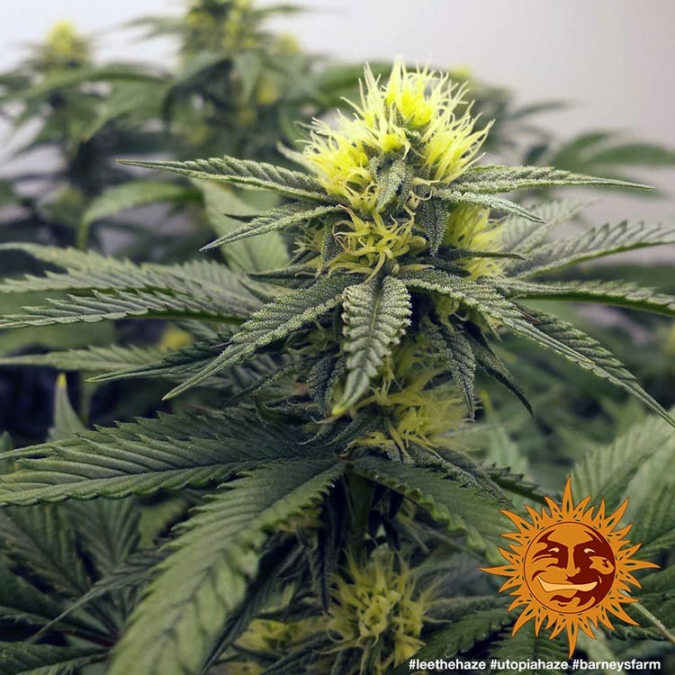 Barney's Farm Utopia Haze Feminisiert