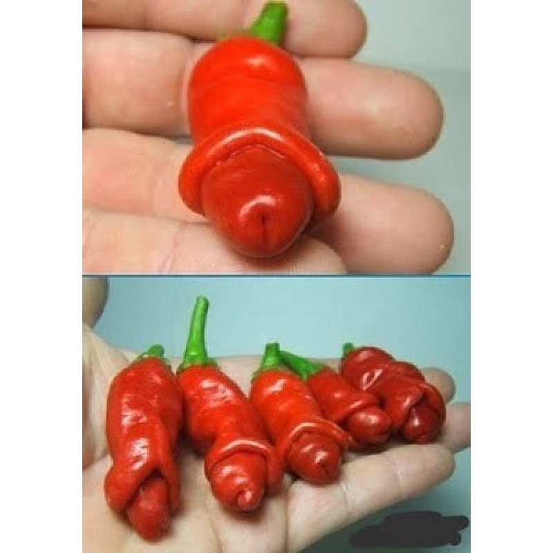 Scharfe Chilischoten in Penisform TOP RARITÄT (6 Samen)