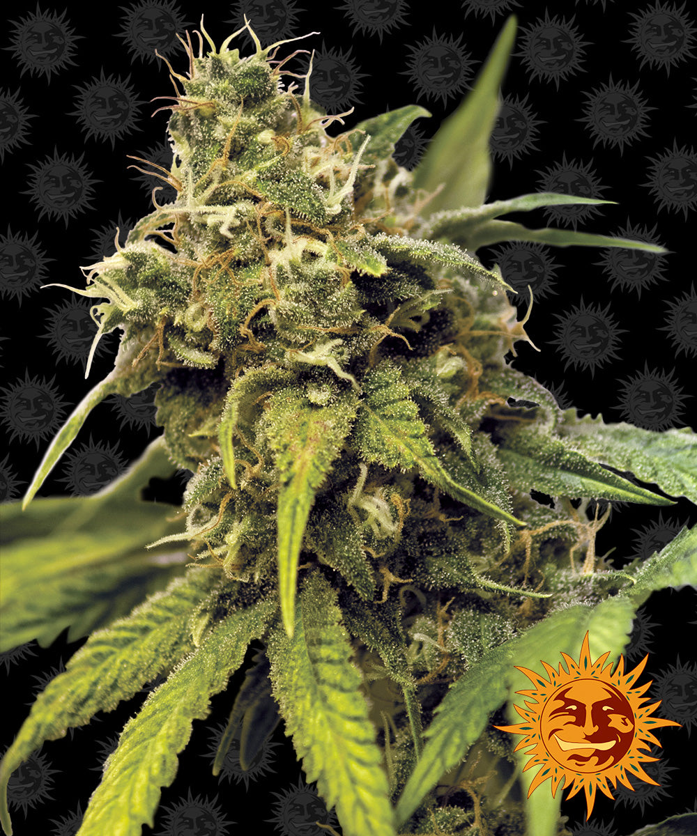 Barney's Farm Utopia Haze Feminisiert