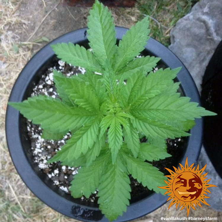 Barney's Farm Vanilla Kush Feminisiert