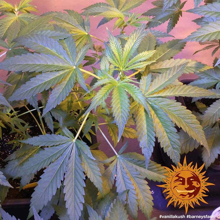 Barney's Farm Vanilla Kush Feminisiert
