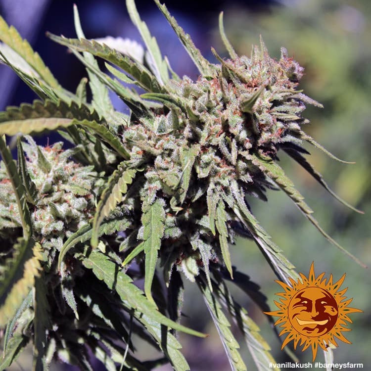 Barney's Farm Vanilla Kush Feminisiert