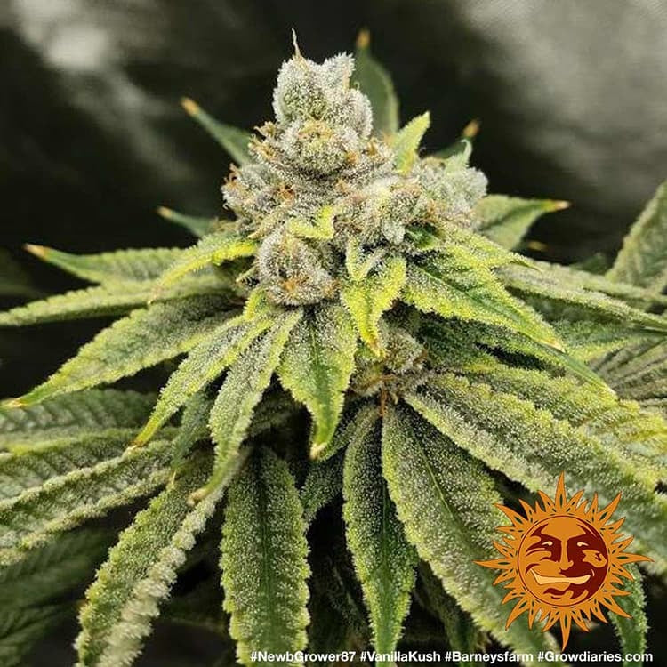 Barney's Farm Vanilla Kush Feminisiert