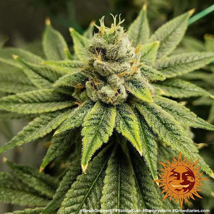 Barney's Farm Vanilla Kush Feminisiert