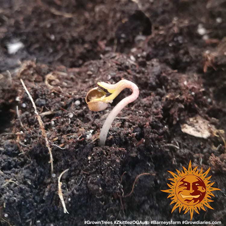 Barney's Farm Zkittlez OG Auto