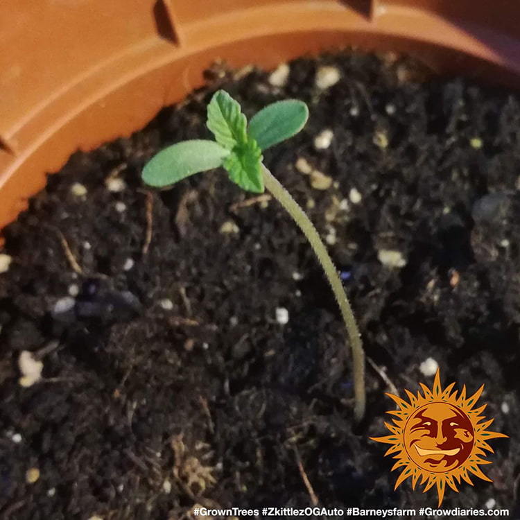 Barney's Farm Zkittlez OG Auto