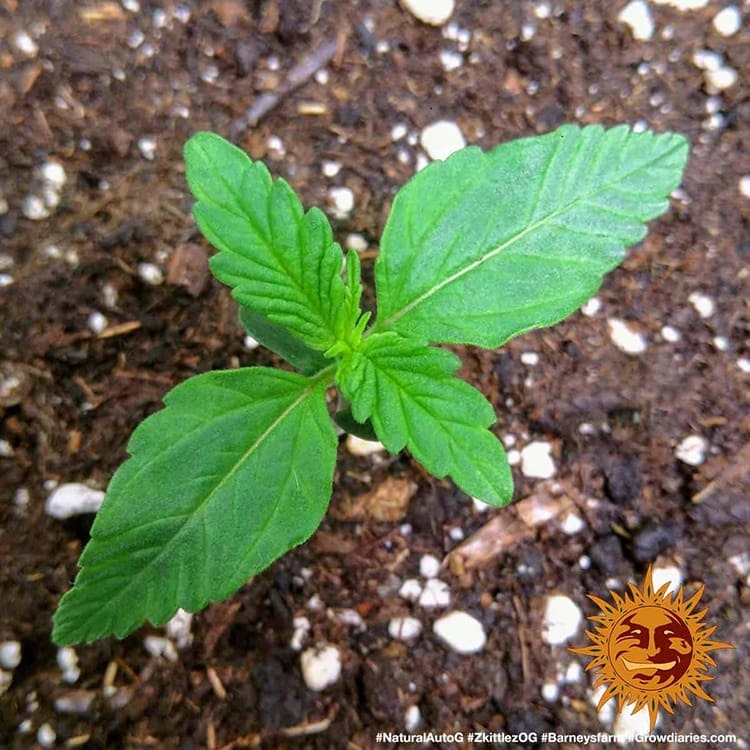 Barney's Farm Zkittlez OG Auto