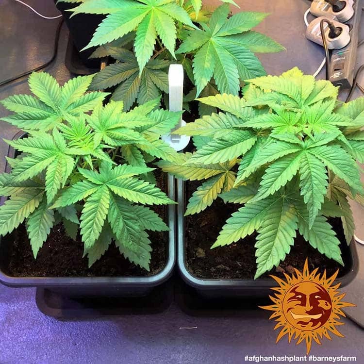 Afghan Hash Plant Regular von Barney's Farm