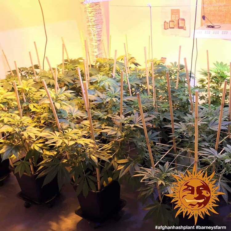 Afghan Hash Plant Regular von Barney's Farm