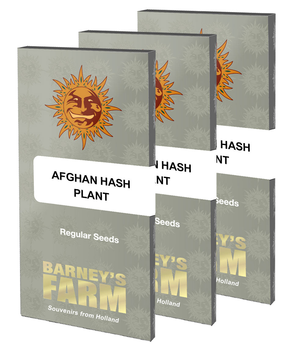 Afghan Hash Plant Regular von Barney's Farm