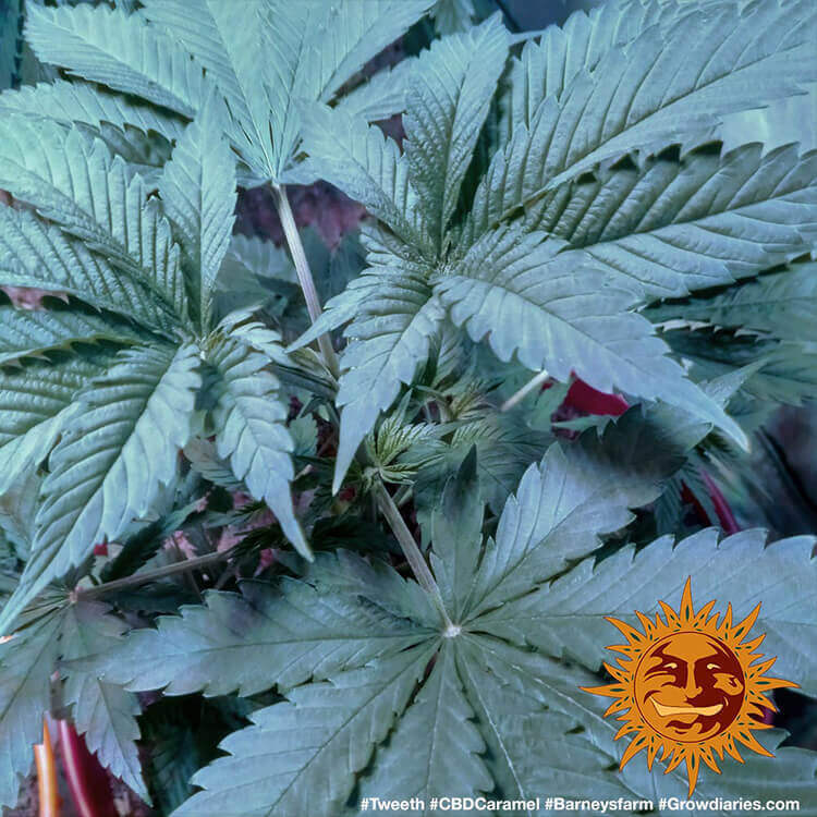 Barney's Farm CBD Caramel Regular