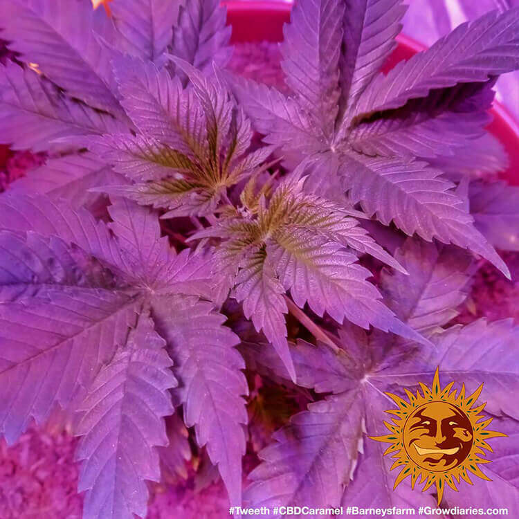 Barney's Farm CBD Caramel Regular