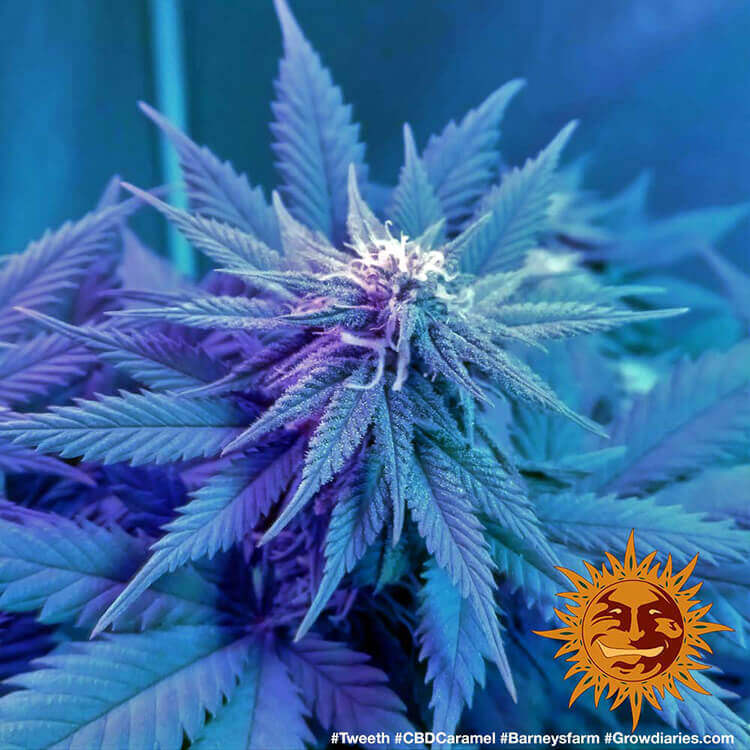 Barney's Farm CBD Caramel Regular