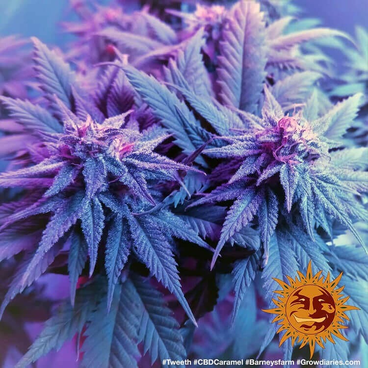 Barney's Farm CBD Caramel Regular