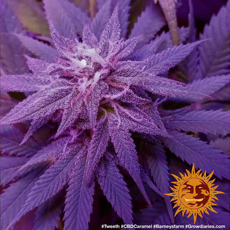 Barney's Farm CBD Caramel Regular