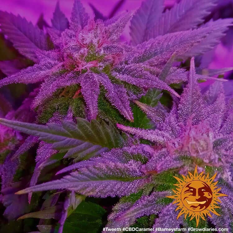 Barney's Farm CBD Caramel Regular
