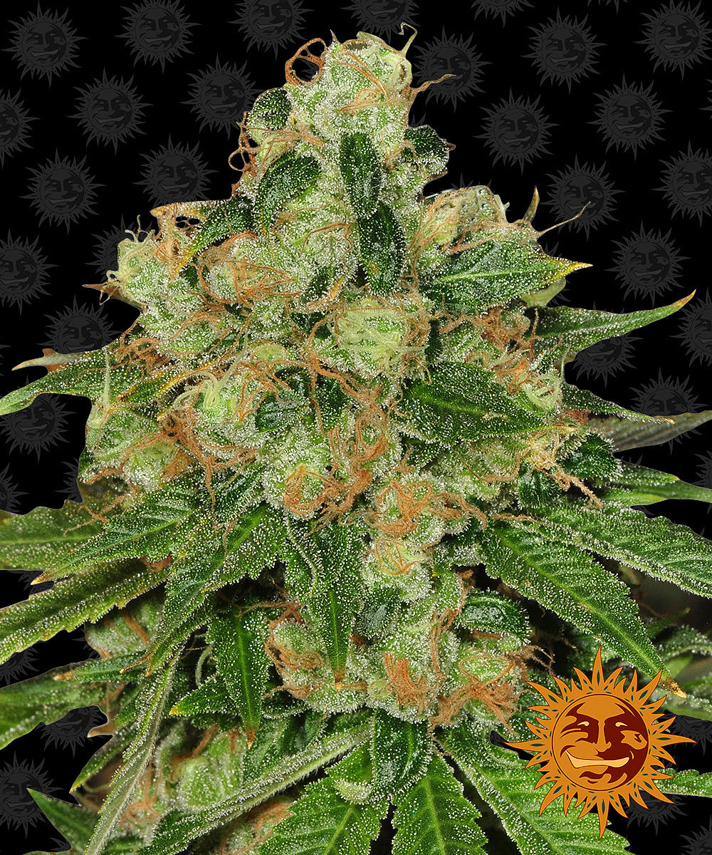 Barney's Farm CBD Caramel Regular