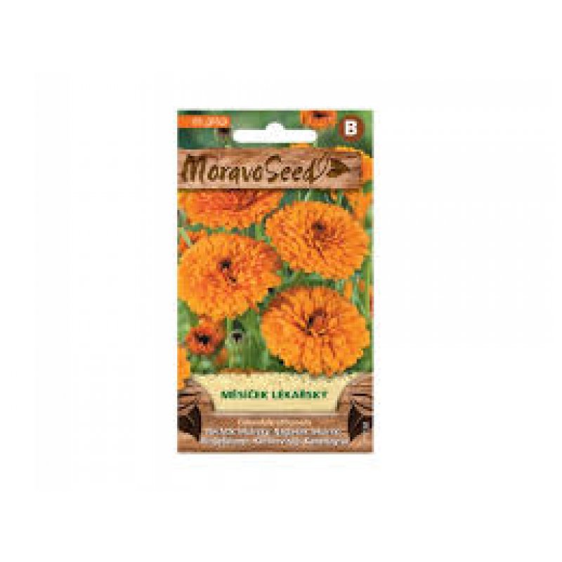 Calendula officinalis - Calendula officinalis LLL