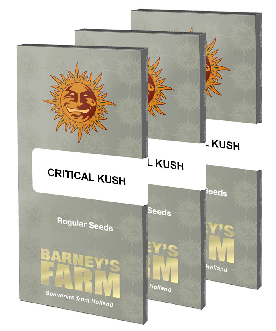 Barney's Farm Critical Kush Regular