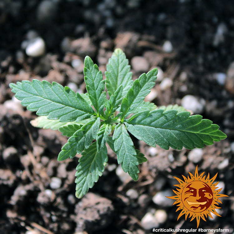 Barney's Farm Critical Kush Regular