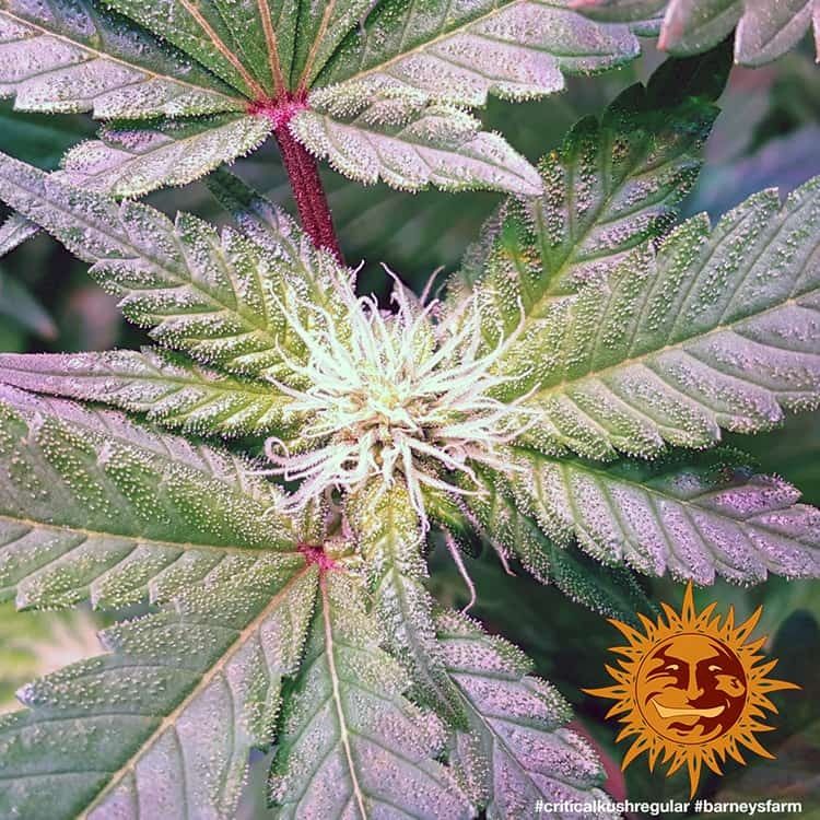 Barney's Farm Critical Kush Regular