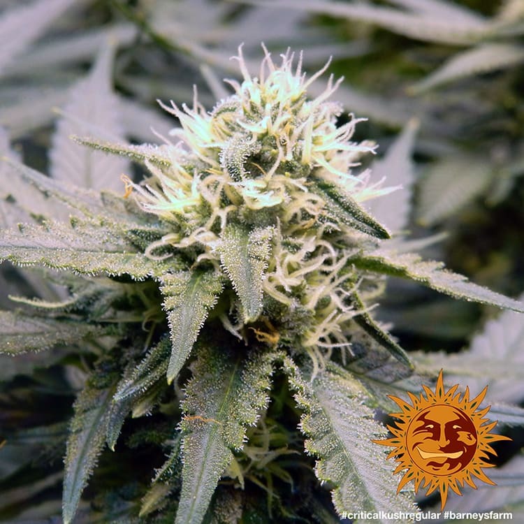 Barney's Farm Critical Kush Regular