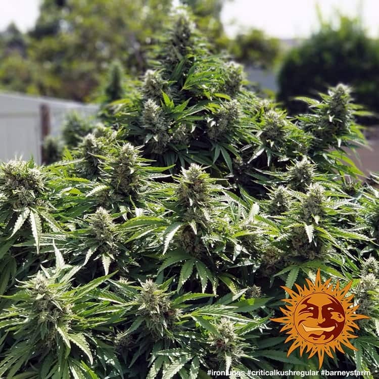 Barney's Farm Critical Kush Regular