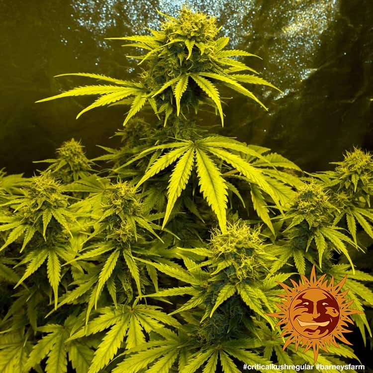 Barney's Farm Critical Kush Regular