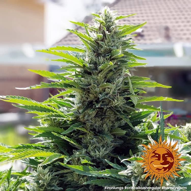 Barney's Farm Critical Kush Regular