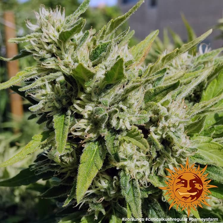 Barney's Farm Critical Kush Regular
