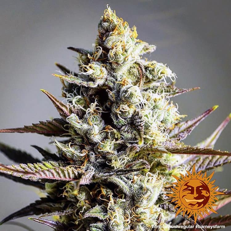 Barney's Farm Critical Kush Regular