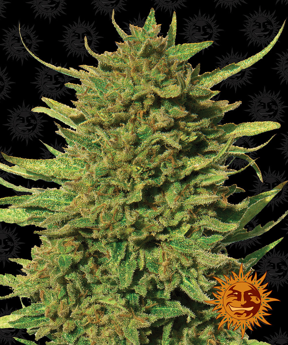 Barney's Farm Critical Kush Regular
