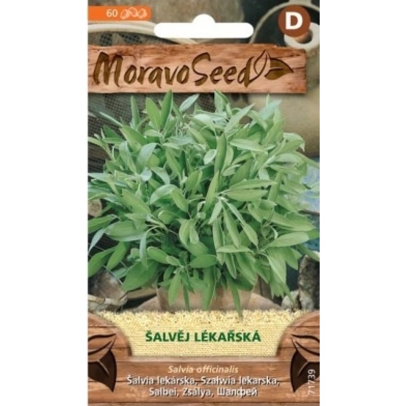 Heilsalbei - Salvia officinalis