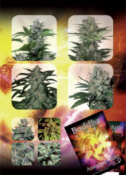 Buddha Seeds Assorted Auto Feminisiert Autoflower