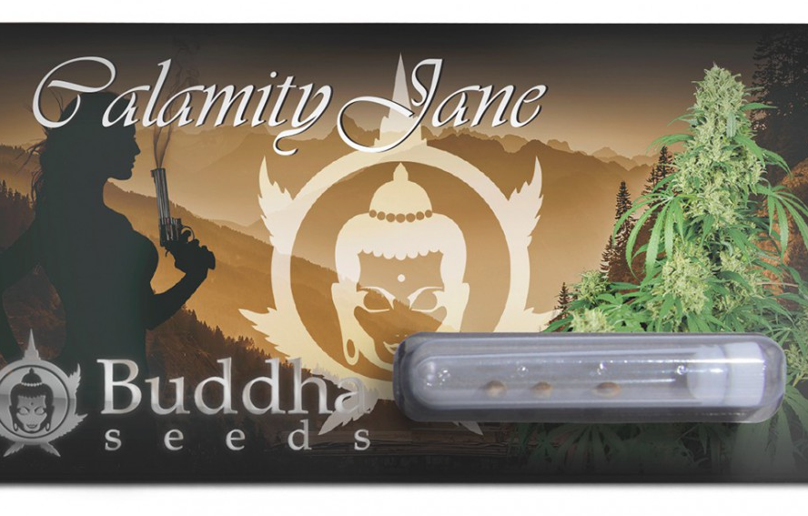 Buddha Seeds Calamity Jane Auto