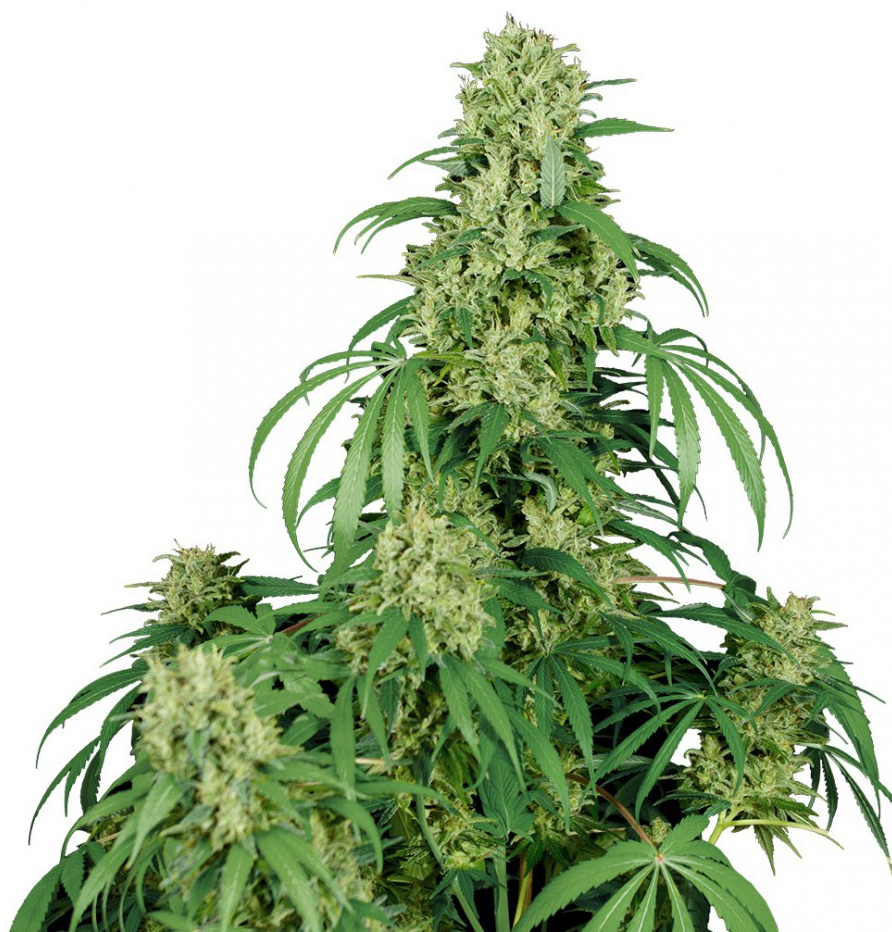 Buddha Seeds Calamity Jane Auto