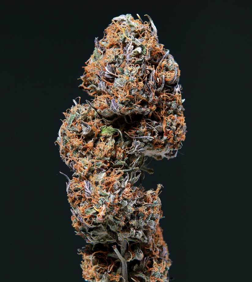 Buddha Seeds Deimos Regular