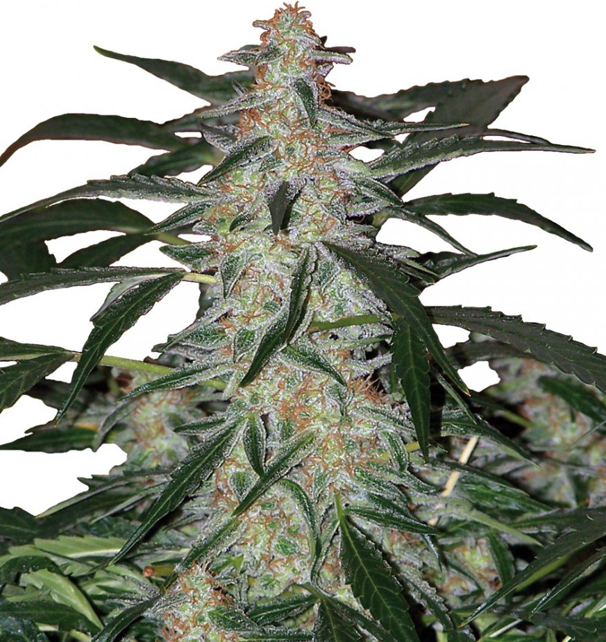 Buddha Seeds Deimos Regular