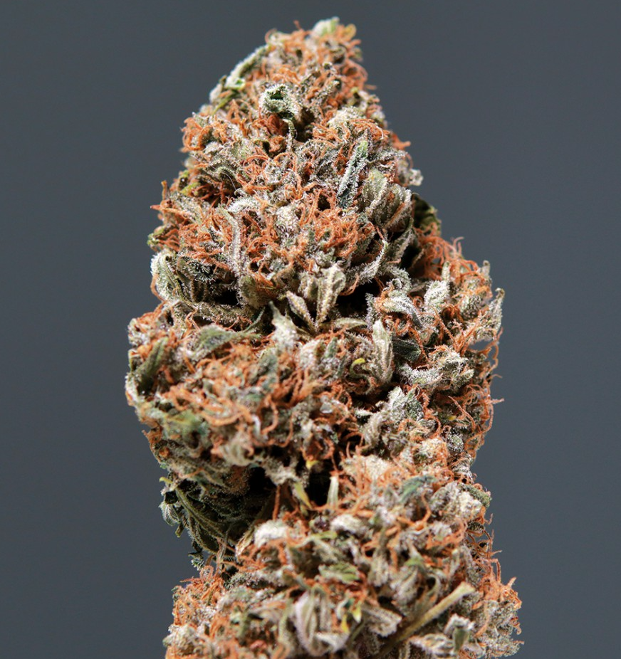 Buddha Seeds Medikit Auto