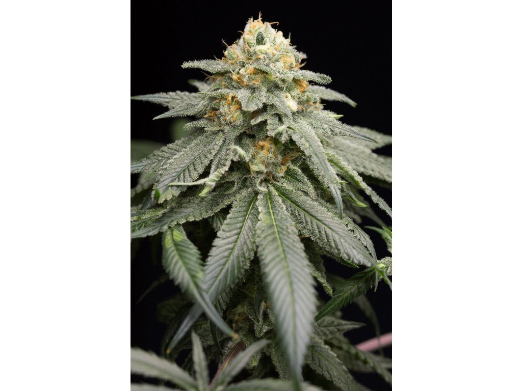 Humboldt Seeds Organization Purple Matcha, Feminisiert, 5 Stk
