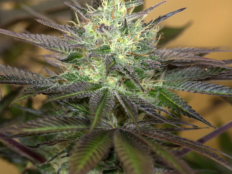 Humboldt Seeds Sapphire OG Feminisiert, 10 Stk