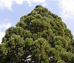 Riesenmammutbaum - Sequoiadendron giganteum, 15 Stk
