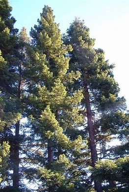 Sequoia Sempervirens, 10 Stk