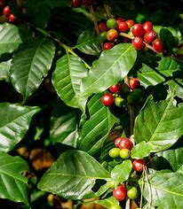 Arabische Kaffeepflanze Coffea Arabica, 6 Stk