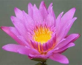 Rosa Seerose Nymphaea Pink Day - Nymphaea Capensis, 10 Stk
