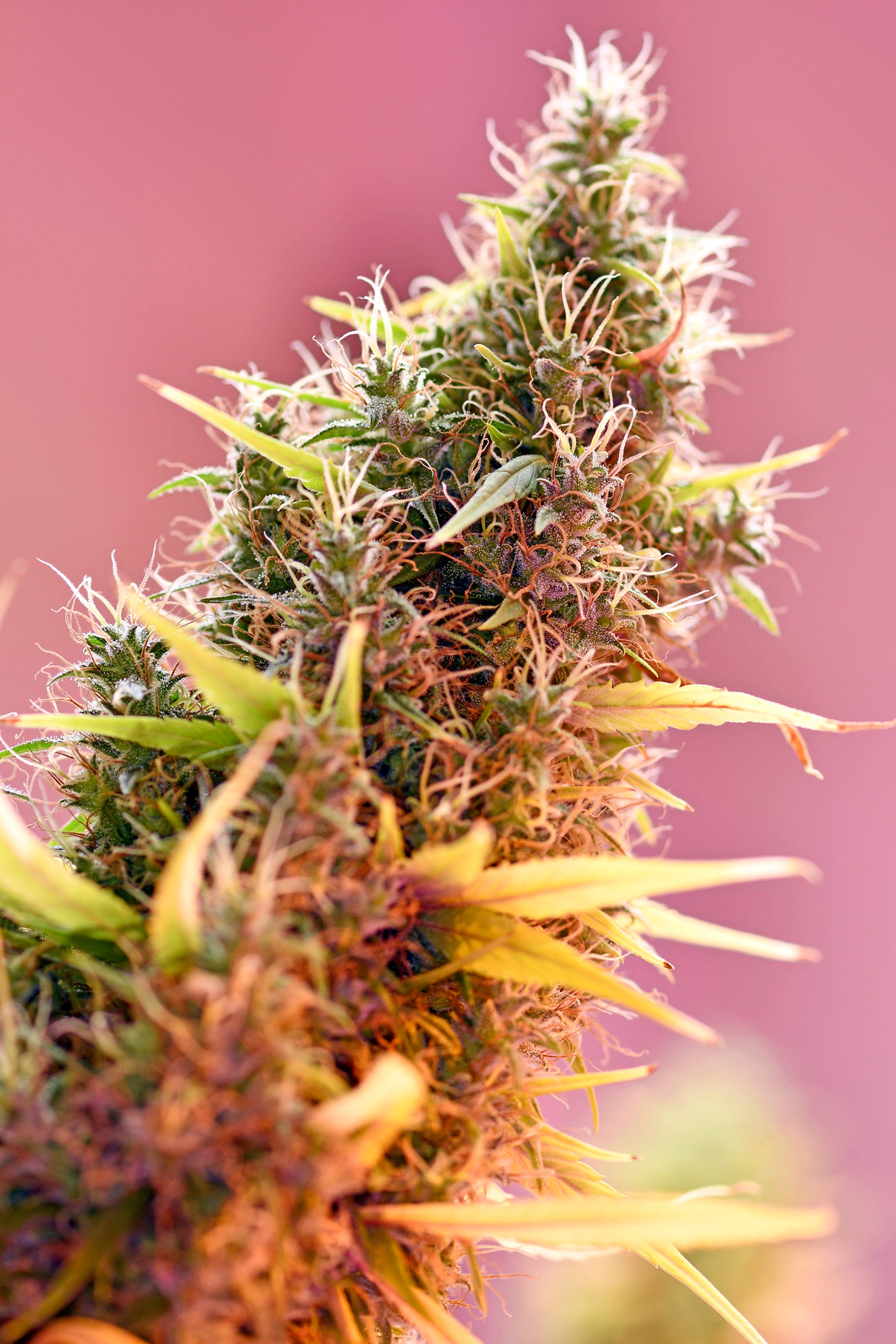 Herr. Nice Seeds Holy Grail, Regular, 18 Stk