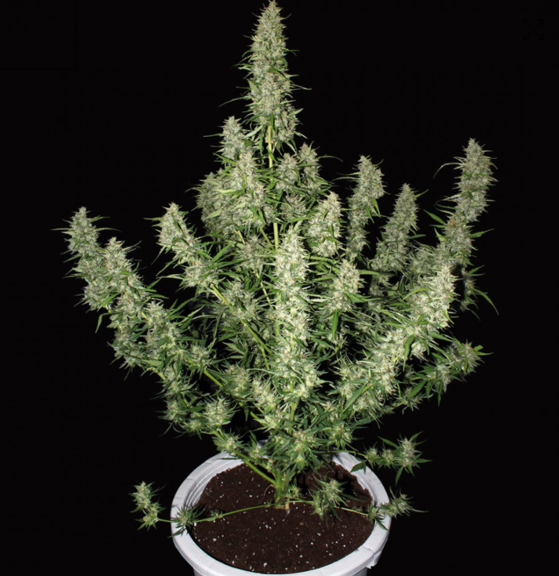 Buddha Seeds Magnum Regular