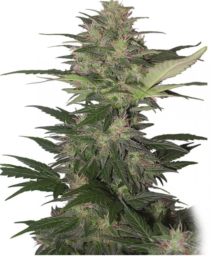 Buddha Seeds Red Dwarf Auto