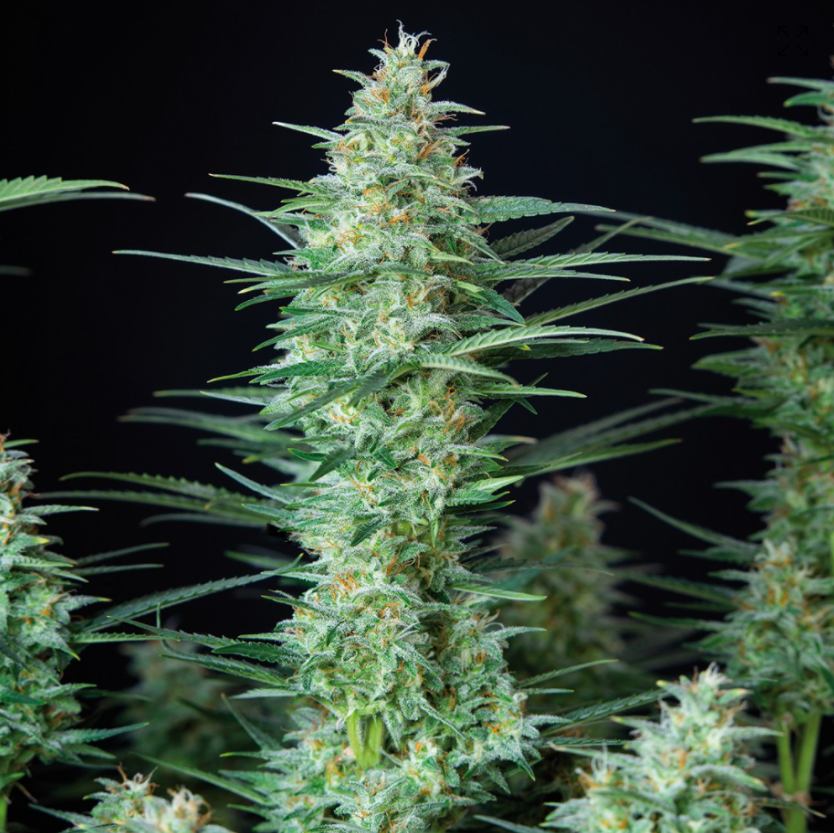 Buddha Seeds Red Dwarf Auto